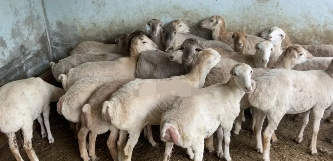Qoyun — Heyvanlar, Quşlar, Balıqlar, Balakən