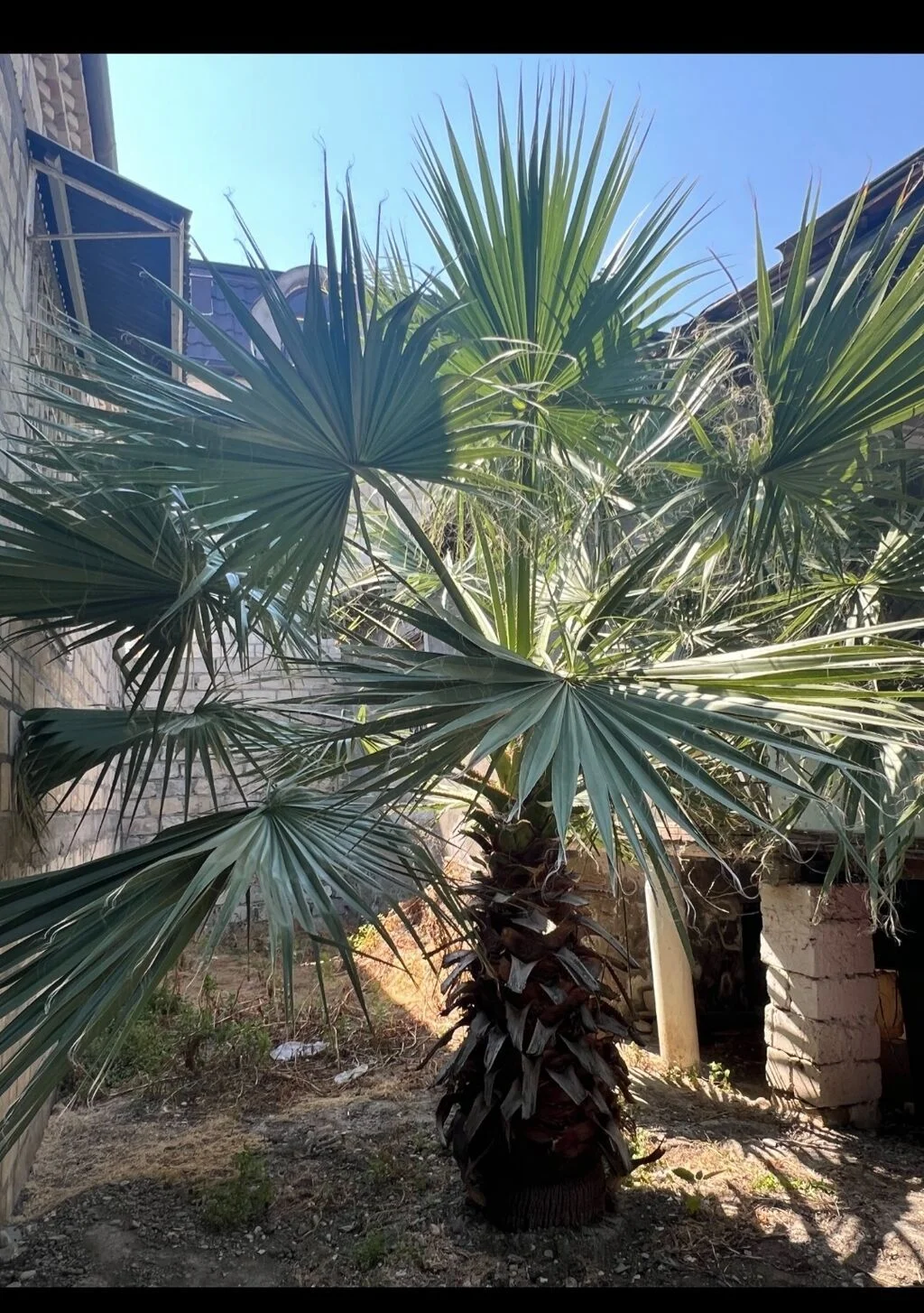 Palma ağacı — Dənlilər, Otlar Yemlər,  Bitkilər, Bakı