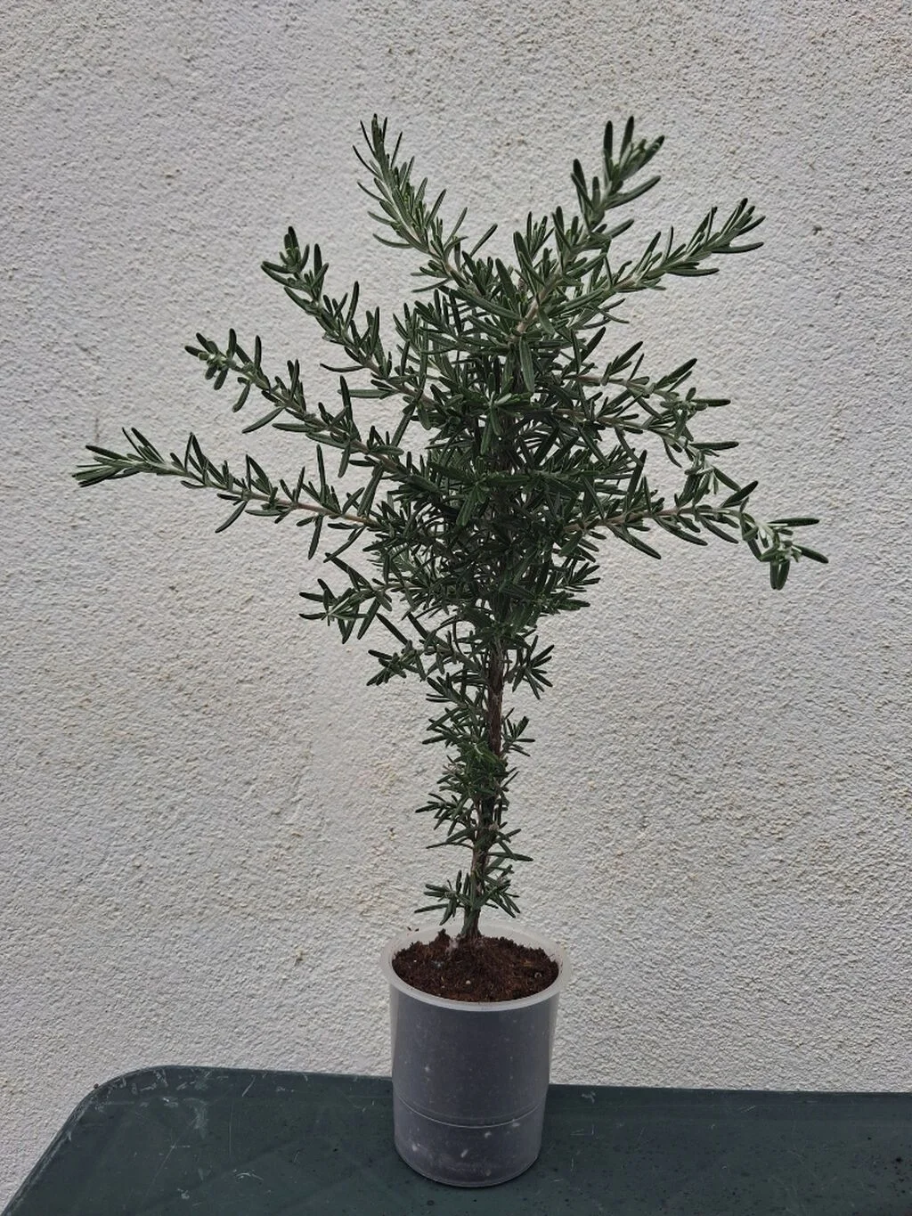 Rozmarin tingi — Dənlilər, Otlar Yemlər,  Bitkilər, Bakı
