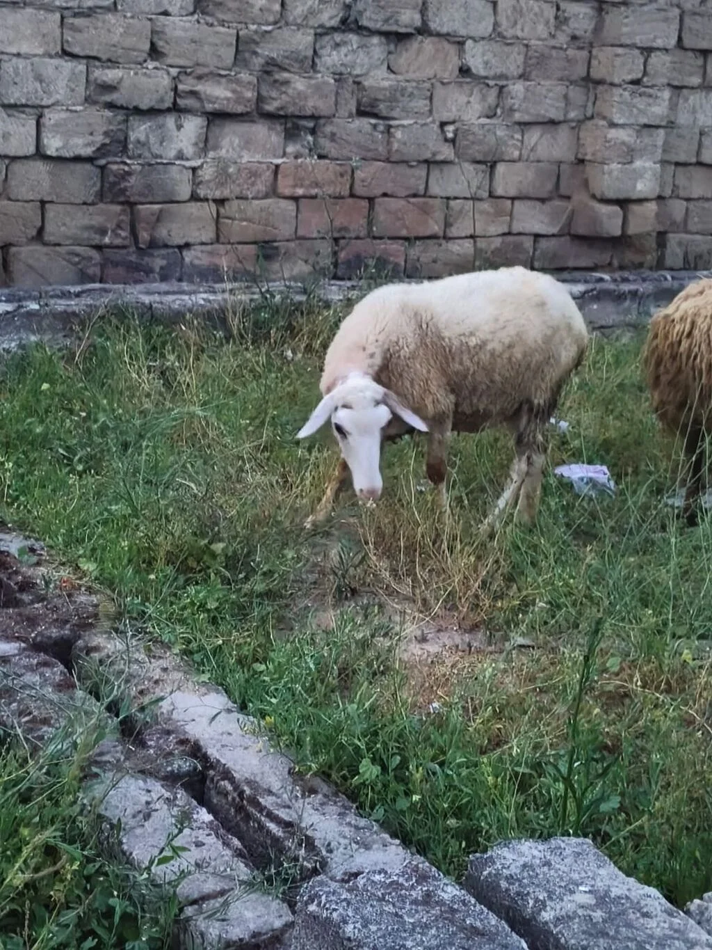 Qoyun — Heyvanlar, Quşlar, Balıqlar, Bakı