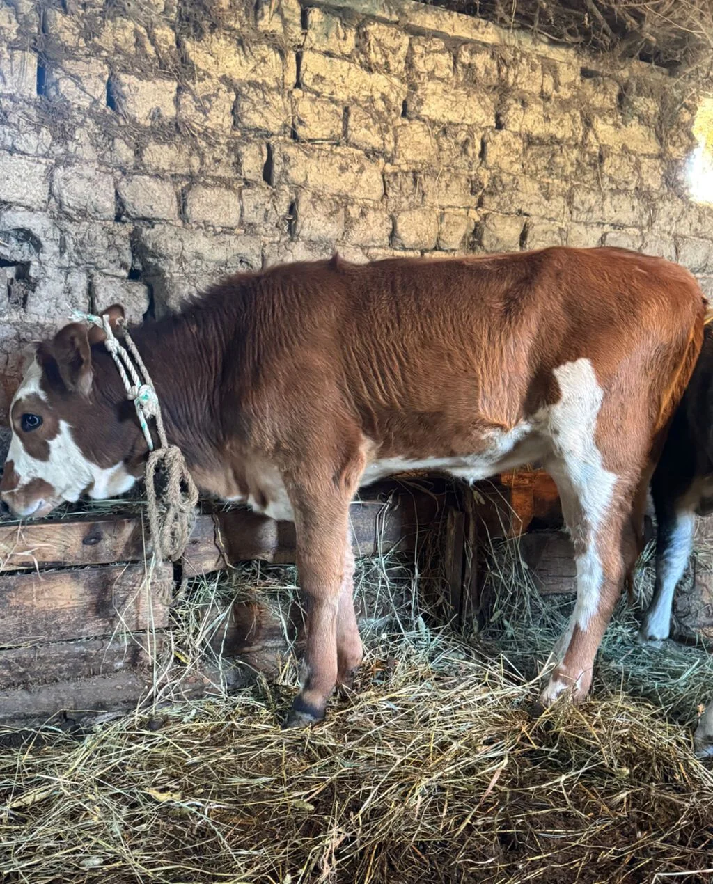 Dana — Heyvanlar, Quşlar, Balıqlar, Şabran