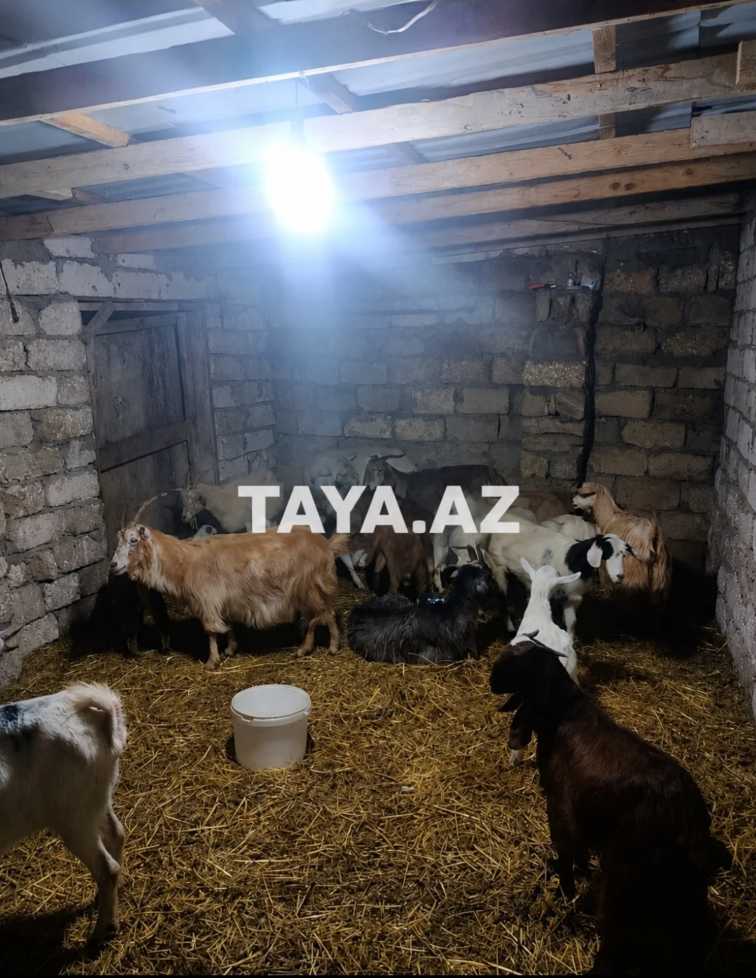 Keçi — Heyvanlar, Quşlar, Balıqlar, Bakı