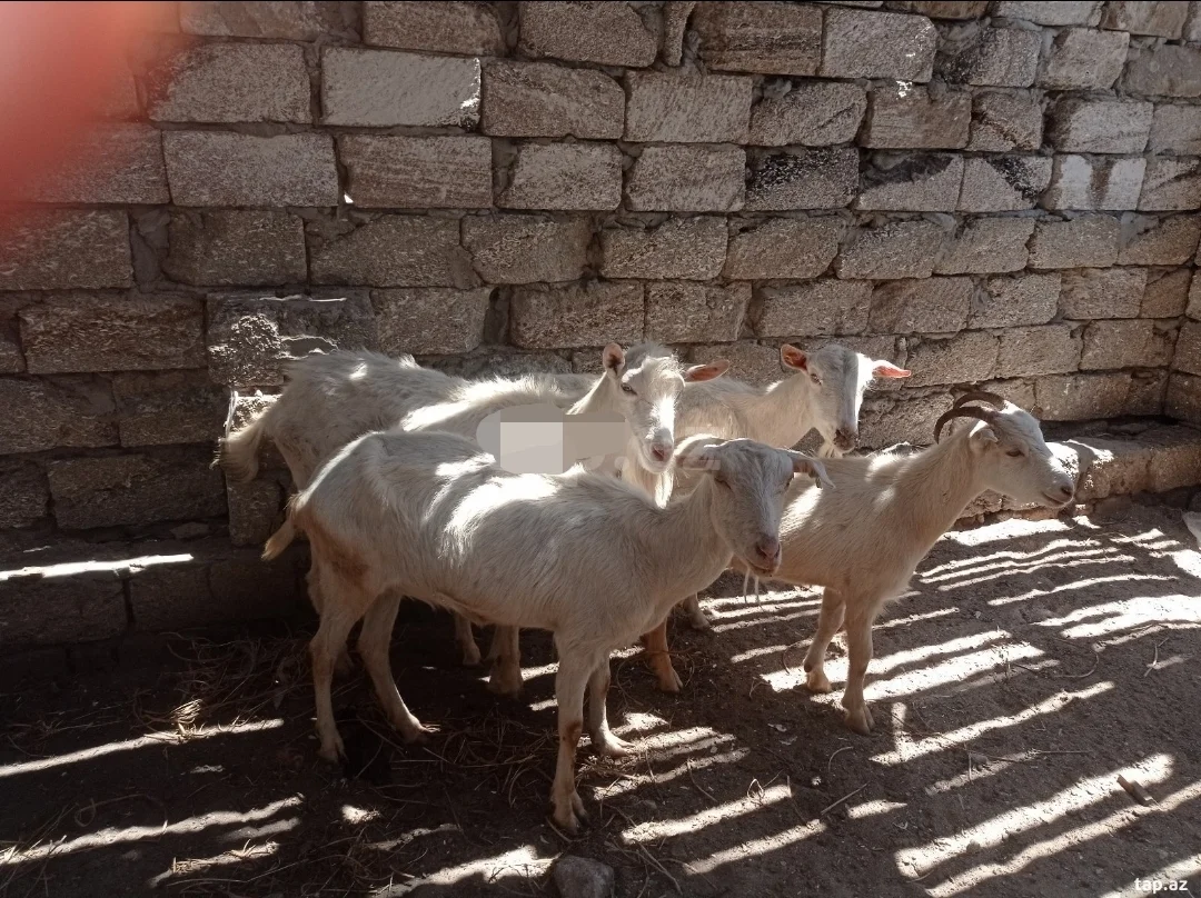 Keçi — Heyvanlar, Quşlar, Balıqlar, Bakı