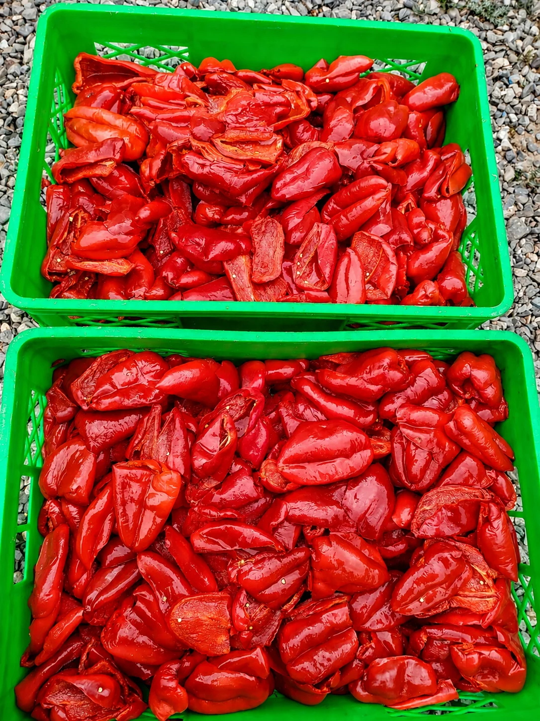 Bibər — Tərəvəzlər və Göyərtilər, Bakı