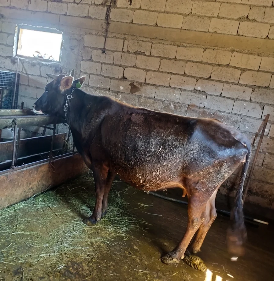 İnək — Heyvanlar, Quşlar, Balıqlar, Babək