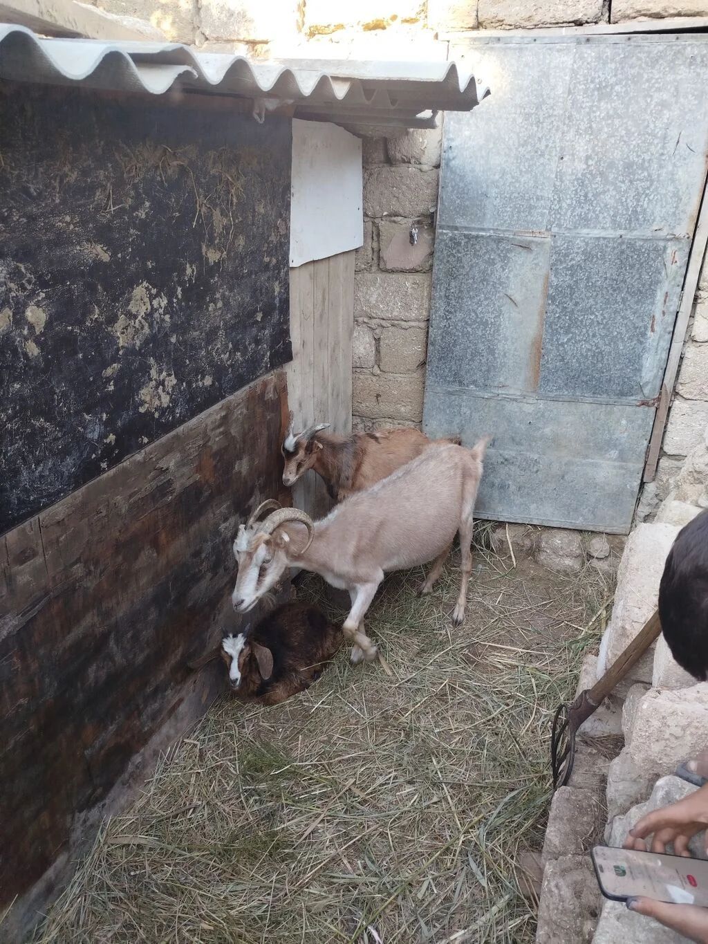Keçi — Heyvanlar, Quşlar, Balıqlar, Bakı