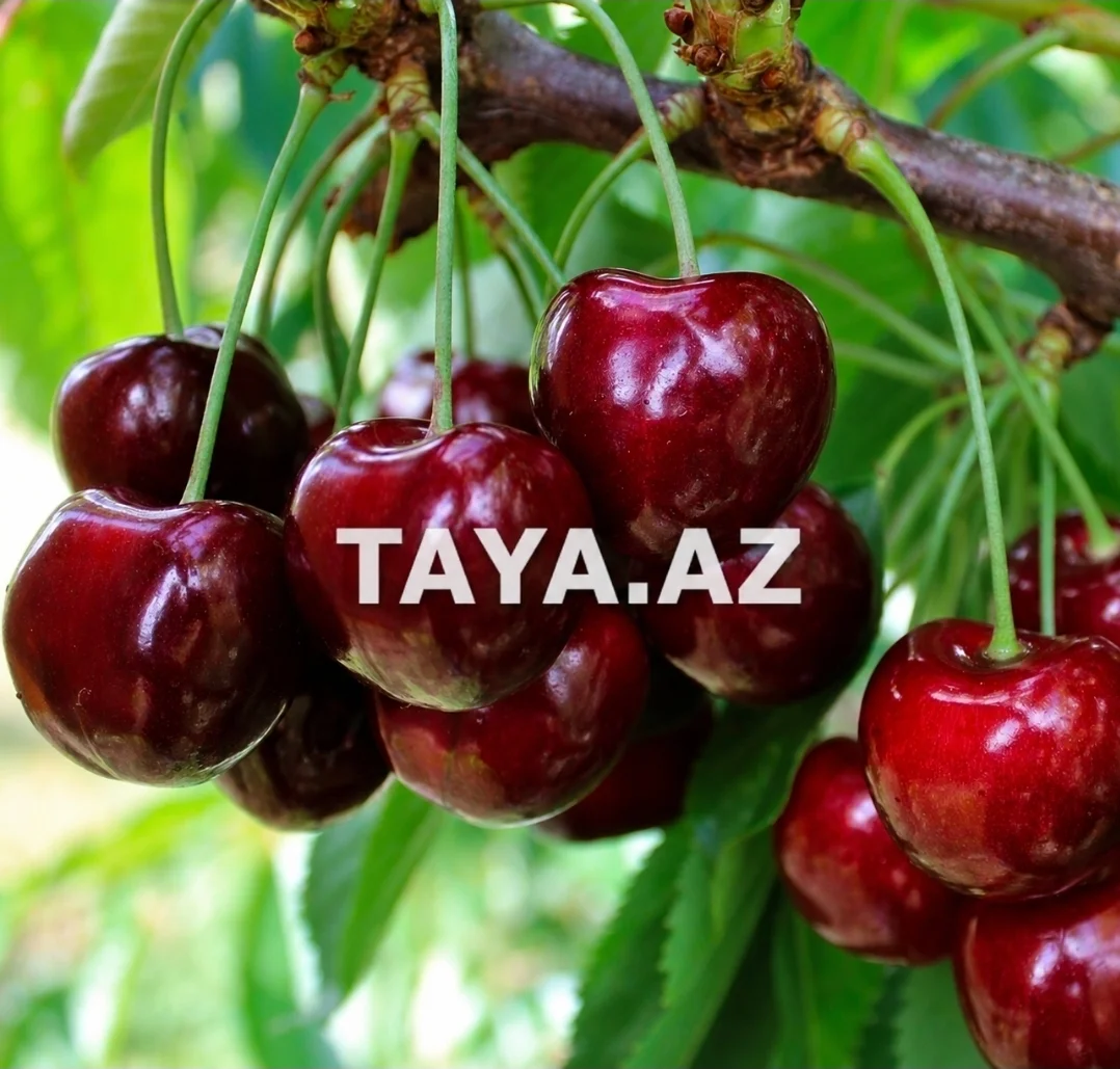 Gilas — Meyvə və Giləmeyvə, Masallı