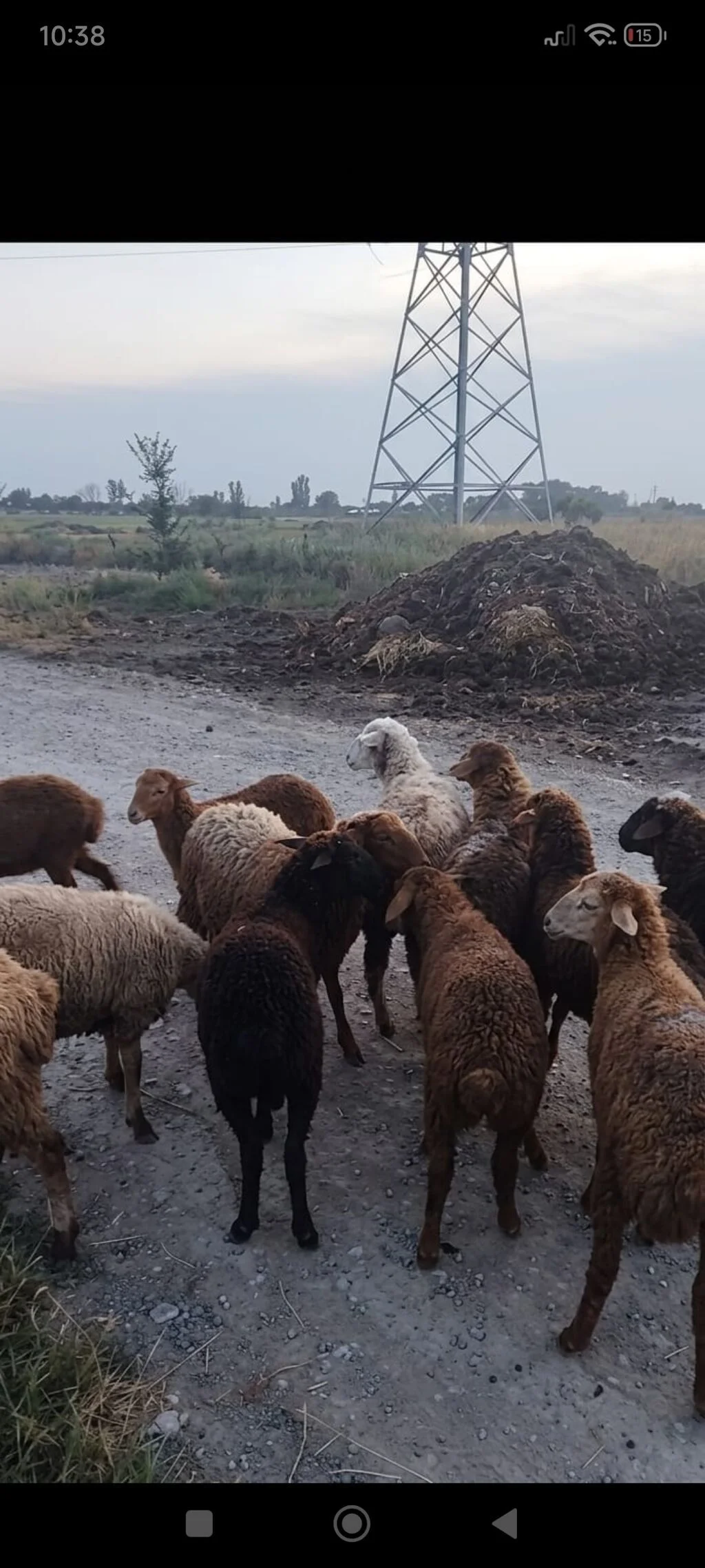 Quzu — Heyvanlar, Quşlar, Balıqlar, Xaçmaz