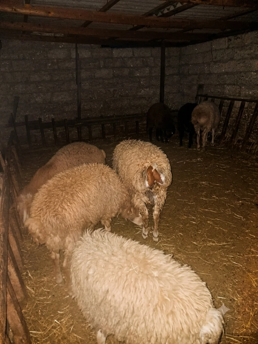 Quzu — Heyvanlar, Quşlar, Balıqlar, Bakı