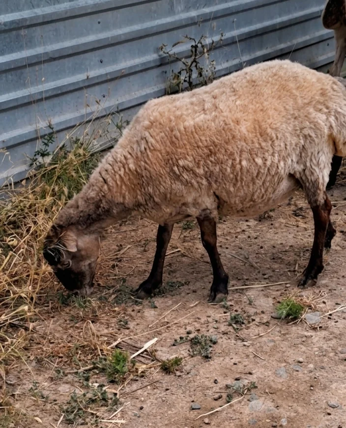 Qoyun — Heyvanlar, Quşlar, Balıqlar, Ağcabədi