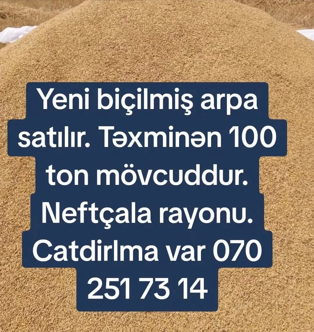 Arpa — Dənlilər, Otlar Yemlər,  Bitkilər, Neftçala