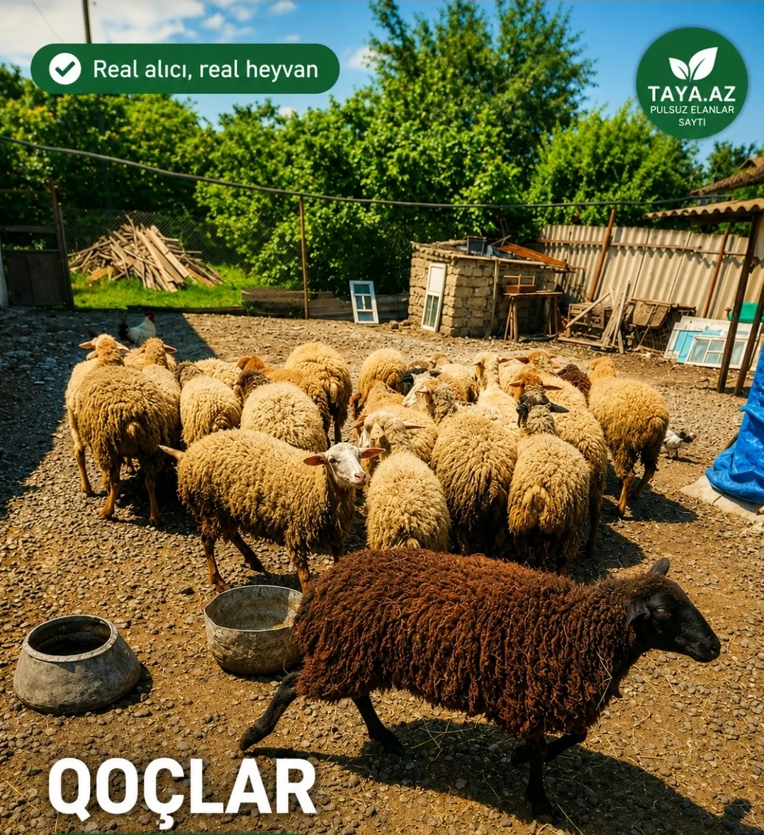 Toğlu — Heyvanlar, Quşlar, Balıqlar, Xaçmaz