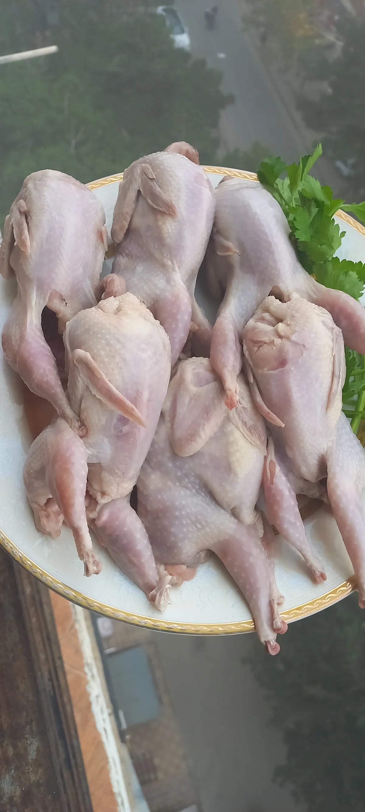 Bildirçin — Heyvanlar, Quşlar, Balıqlar, Bakı