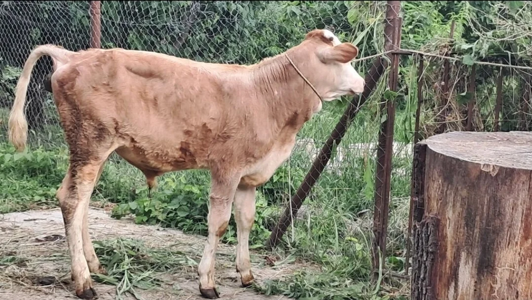 Dana — Heyvanlar, Quşlar, Balıqlar, Quba