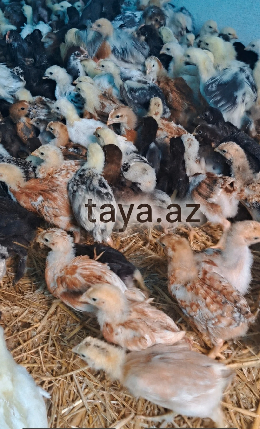 Cücə — Heyvanlar, Quşlar, Balıqlar, Xaçmaz