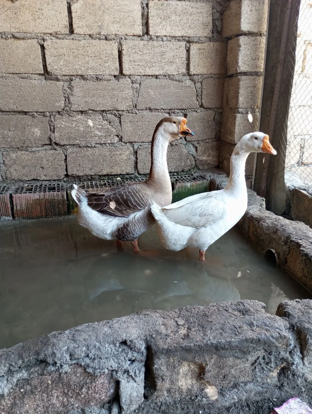 Qaz — Heyvanlar, Quşlar, Balıqlar, Gəncə