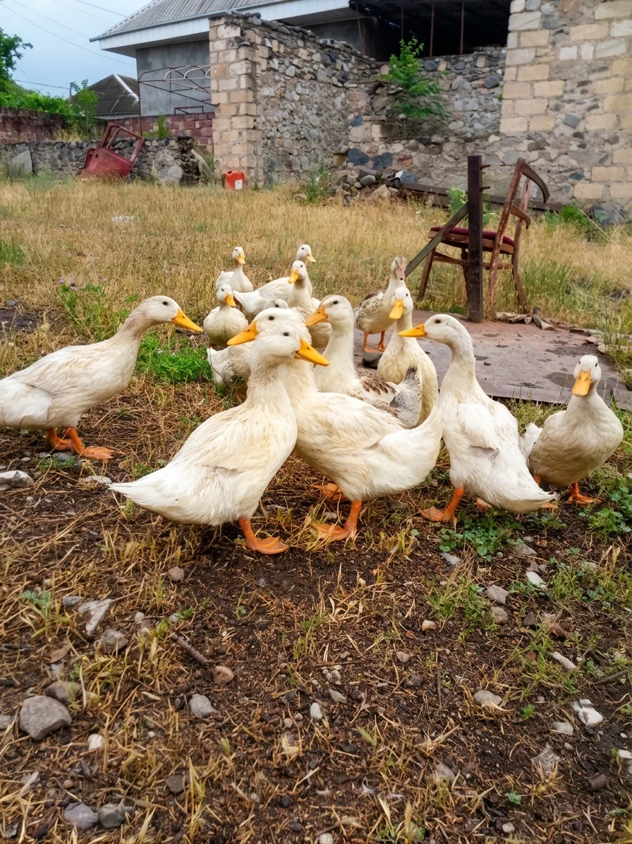 Ördək — Heyvanlar, Quşlar, Balıqlar, Gəncə