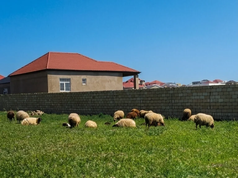 Qoyun — Heyvanlar, Quşlar, Balıqlar, Balakən
