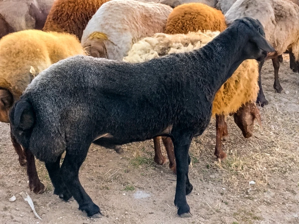 Qoyun — Heyvanlar, Quşlar, Balıqlar, Bakı