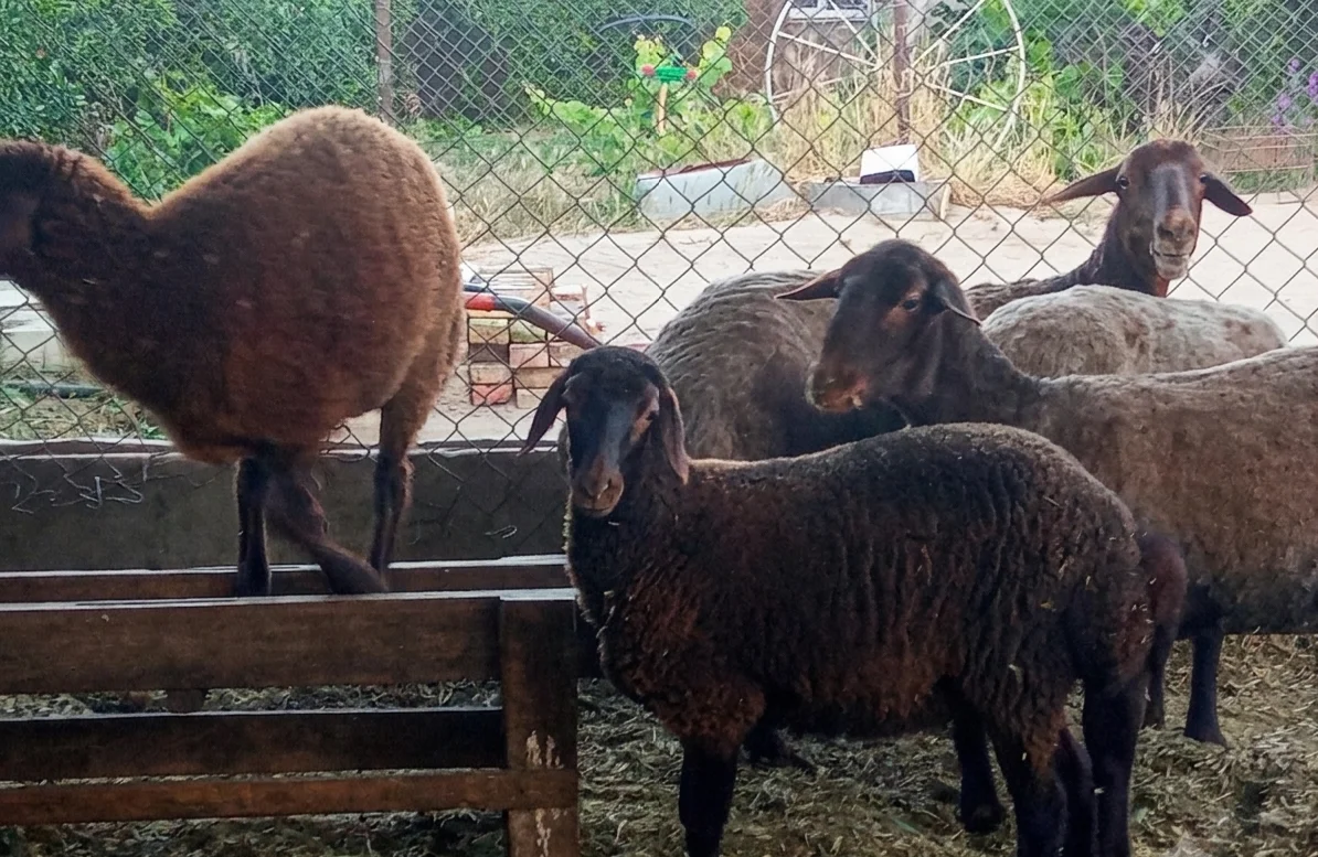 Quzu — Heyvanlar, Quşlar, Balıqlar, Bakı