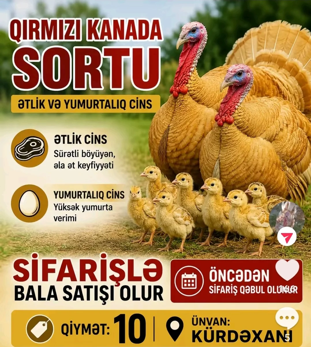 Hinduşka — Heyvanlar, Quşlar, Balıqlar, Bakı