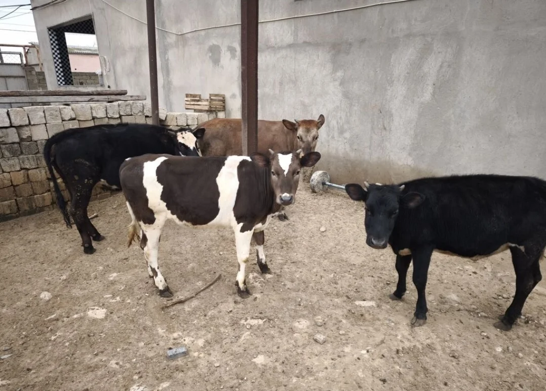 Dana — Heyvanlar, Quşlar, Balıqlar, Sumqayıt
