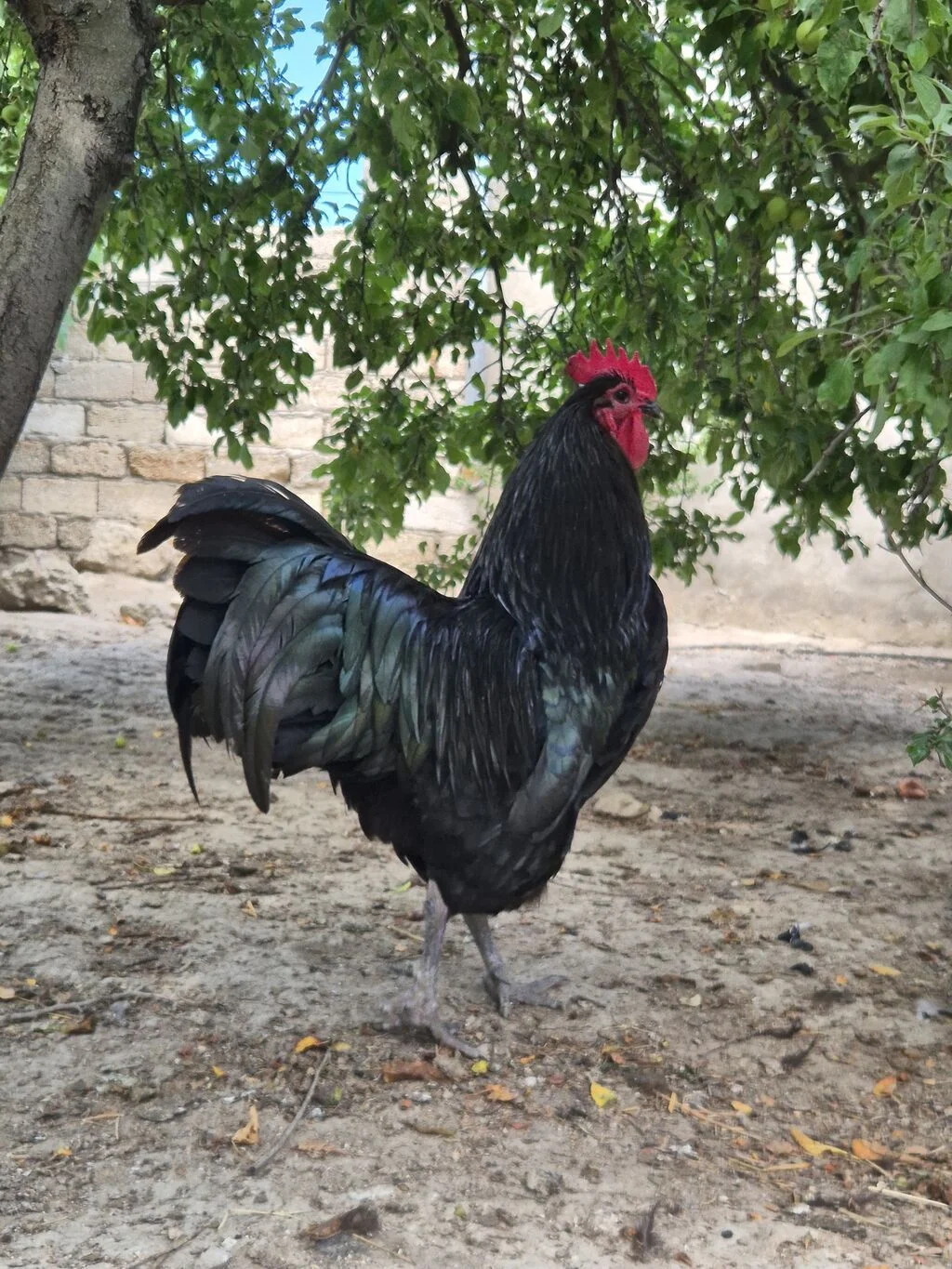 Xoruz — Heyvanlar, Quşlar, Balıqlar, Bakı
