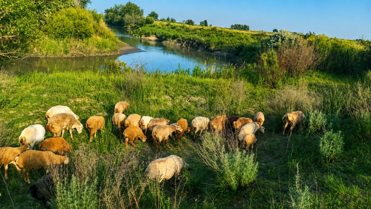 Qoyun — Heyvanlar, Quşlar, Balıqlar, Ucar