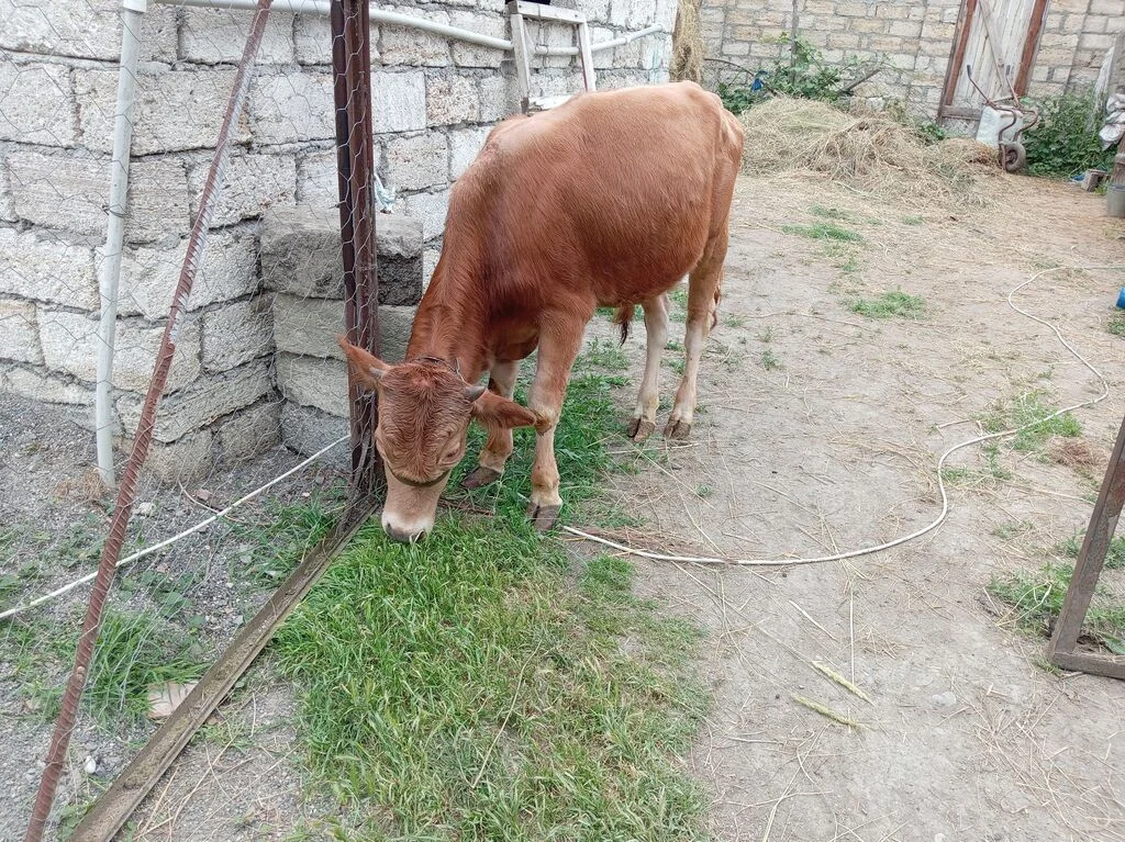 Dana — Heyvanlar, Quşlar, Balıqlar, Xaçmaz