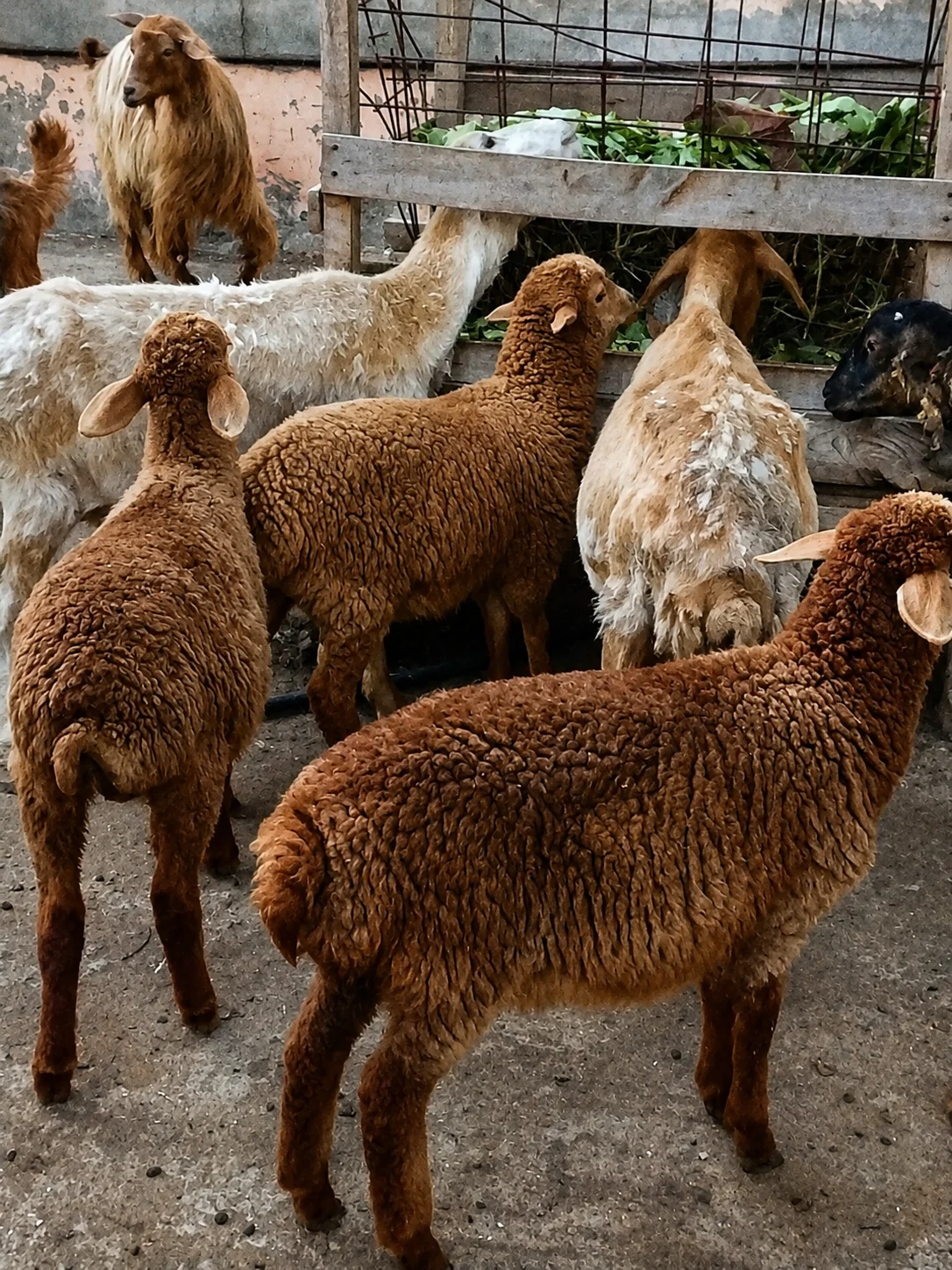 Qoyun — Heyvanlar, Quşlar, Balıqlar, Bakı