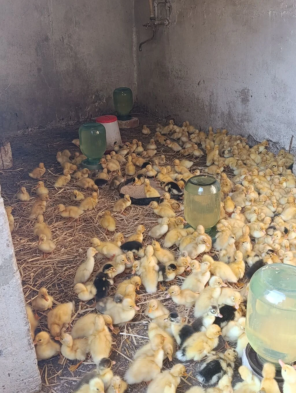 Ördək — Heyvanlar, Quşlar, Balıqlar, Hacıqabul