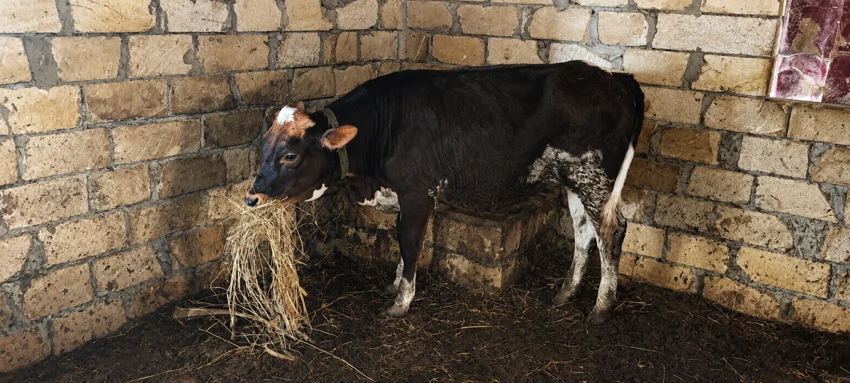İnək — Heyvanlar, Quşlar, Balıqlar, Salyan