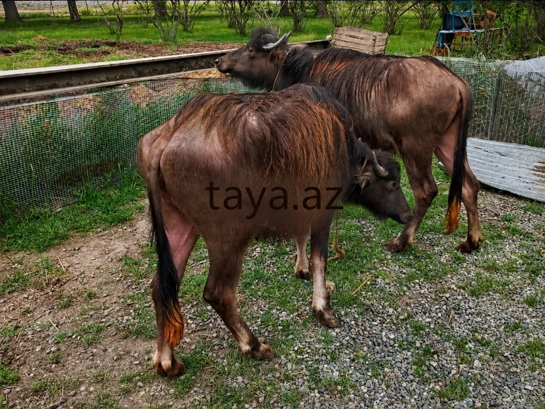 Camış — Heyvanlar, Quşlar, Balıqlar, Xaçmaz