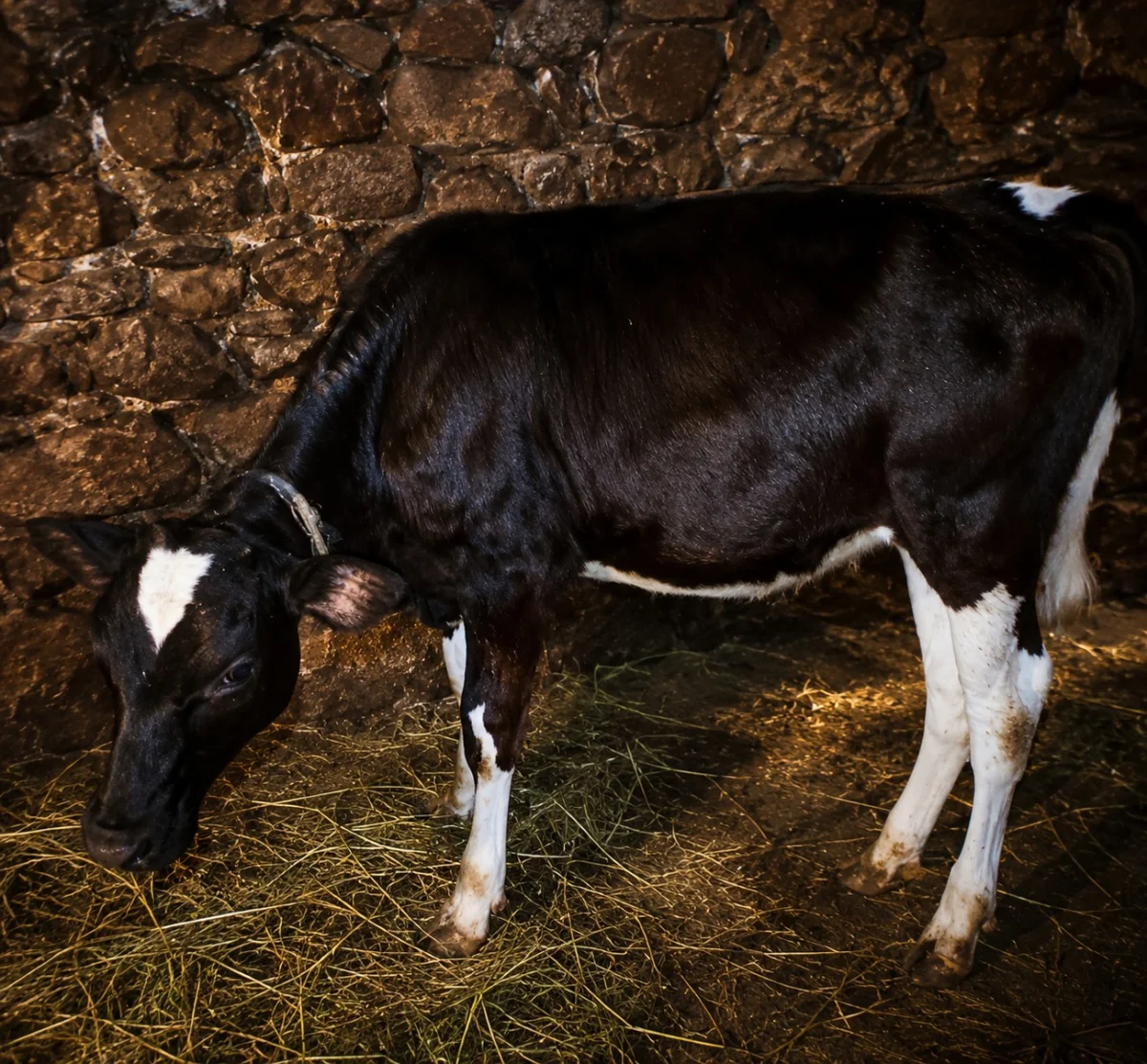 İnək — Heyvanlar, Quşlar, Balıqlar, İsmayıllı