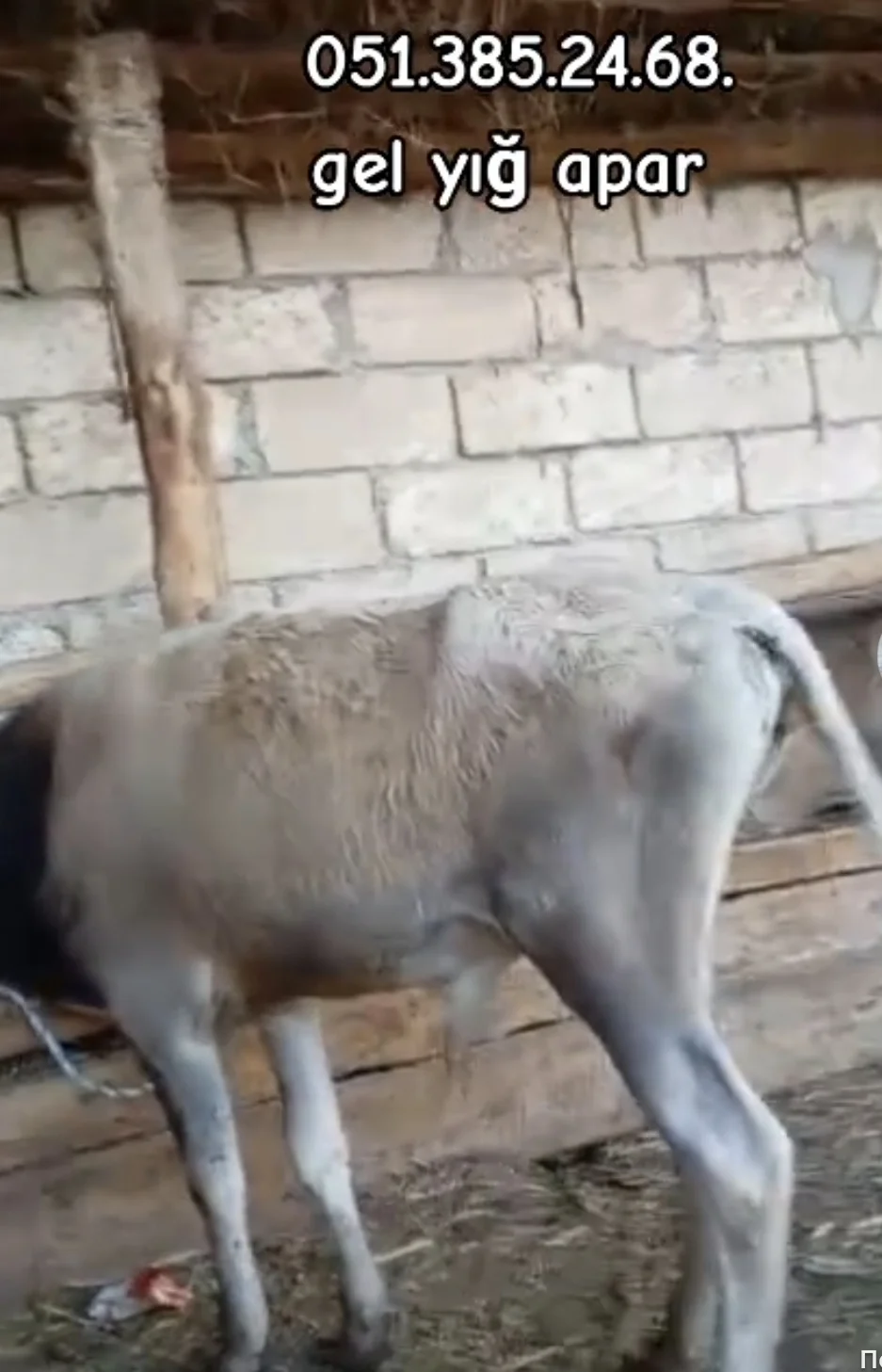 Dana — Heyvanlar, Quşlar, Balıqlar, İmişli
