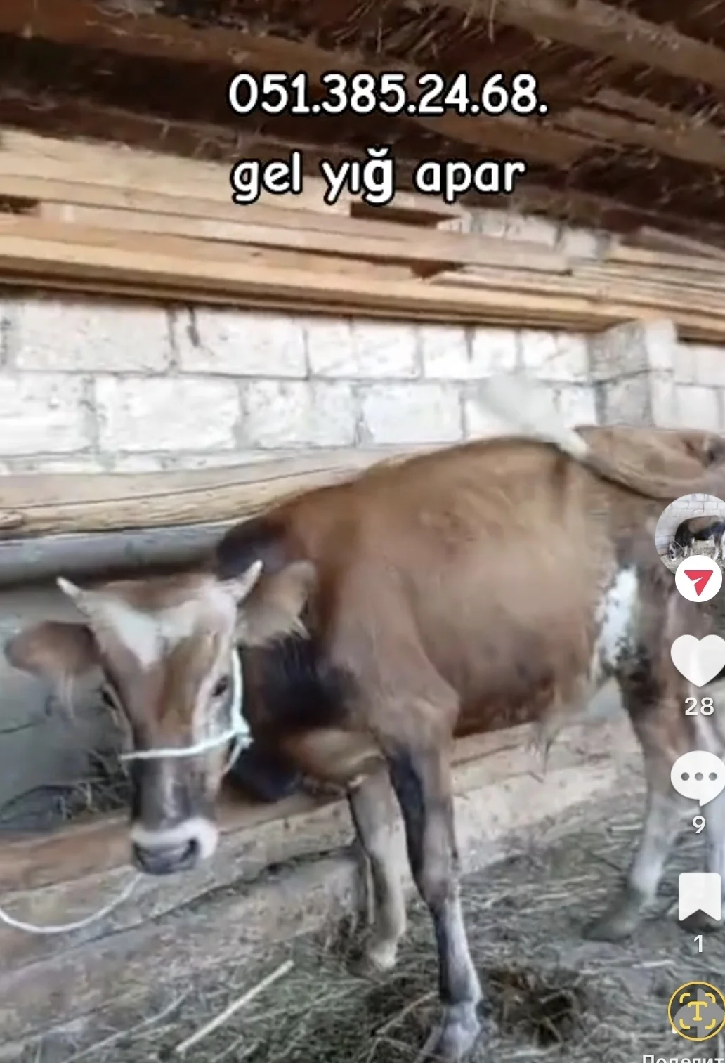 Dana — Heyvanlar, Quşlar, Balıqlar, İmişli