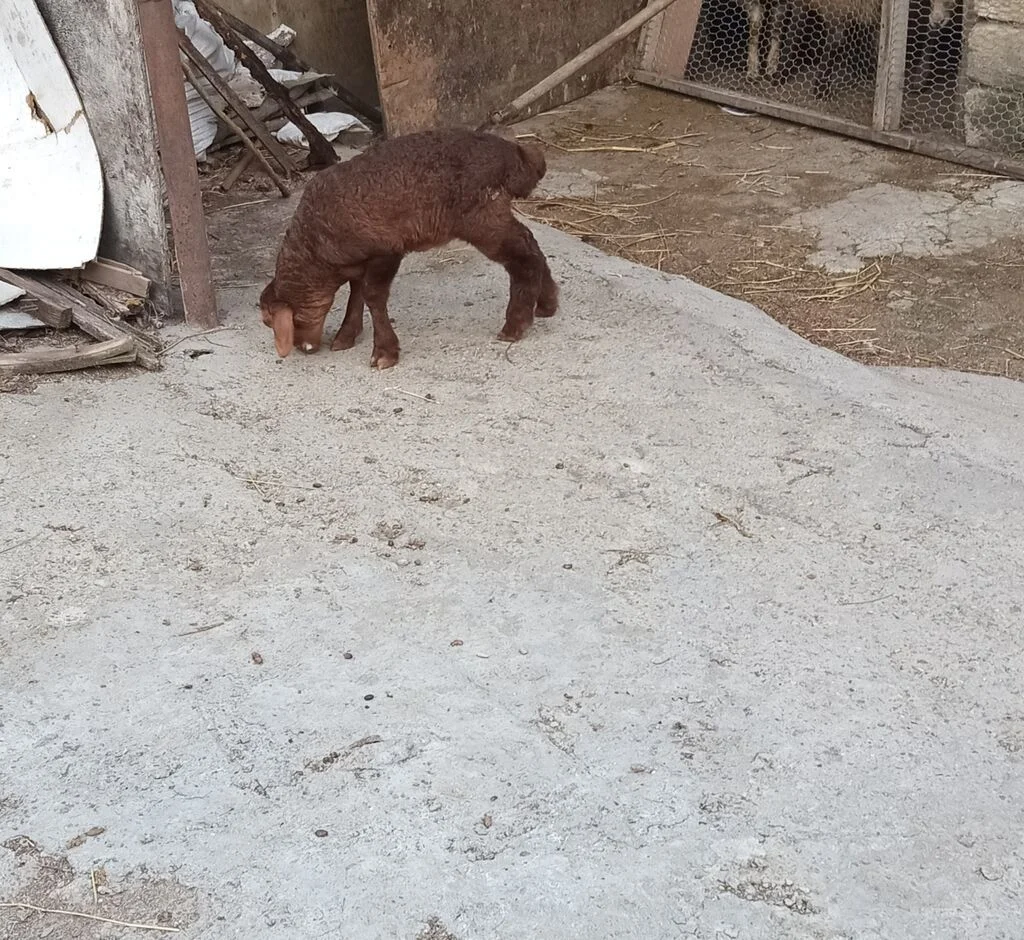 Quzu — Heyvanlar, Quşlar, Balıqlar, Bakı