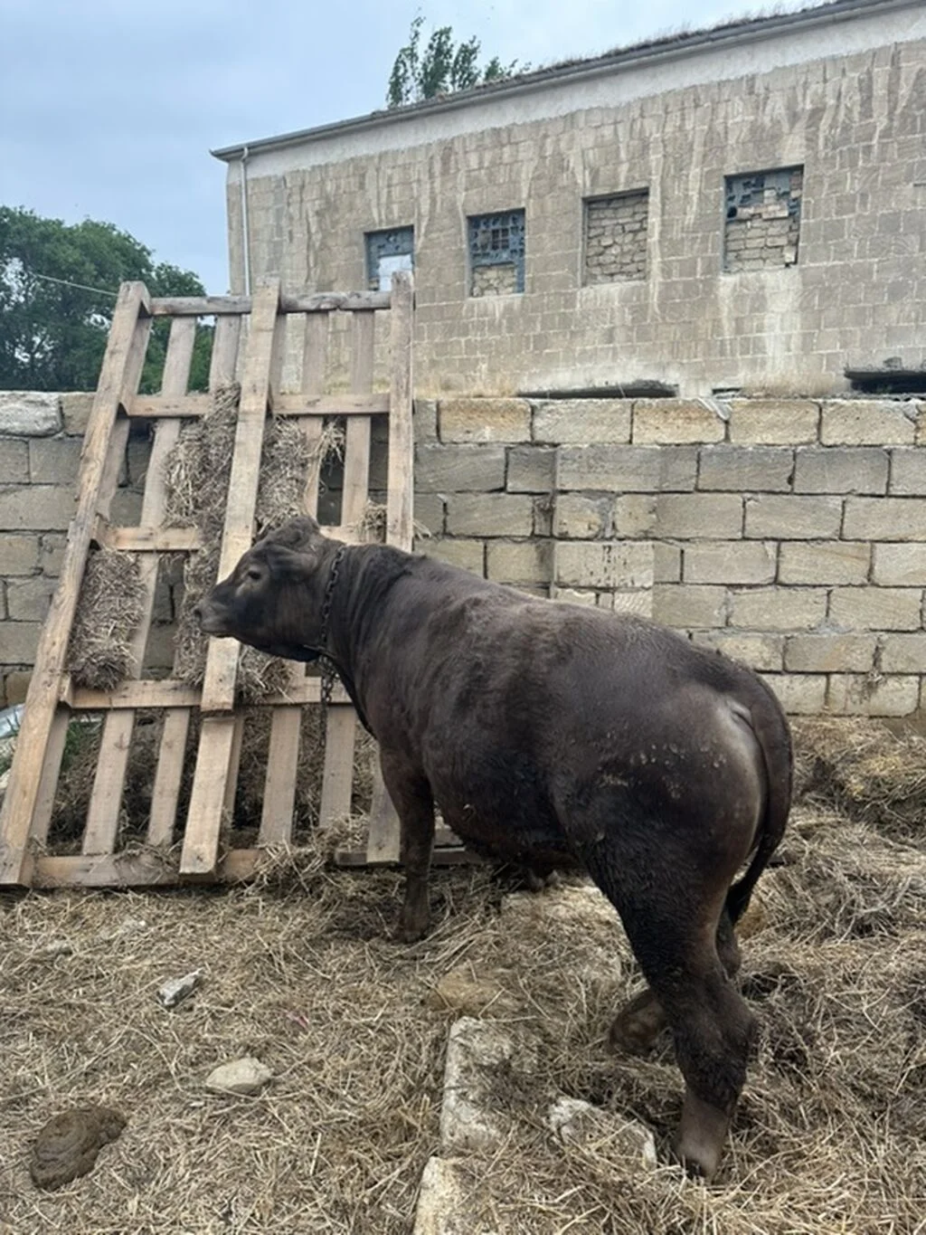 Dana — Heyvanlar, Quşlar, Balıqlar, Bakı