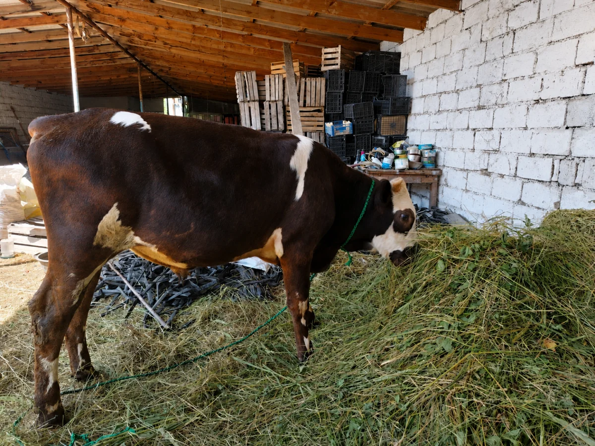 Cöngə — Heyvanlar, Quşlar, Balıqlar, Quba