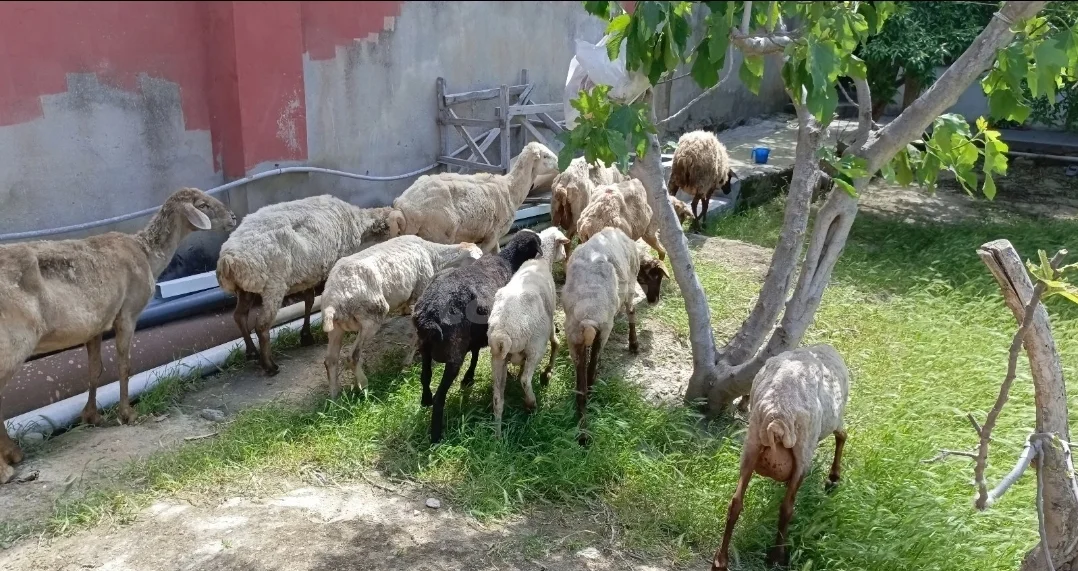 Qoyun — Heyvanlar, Quşlar, Balıqlar, Bakı