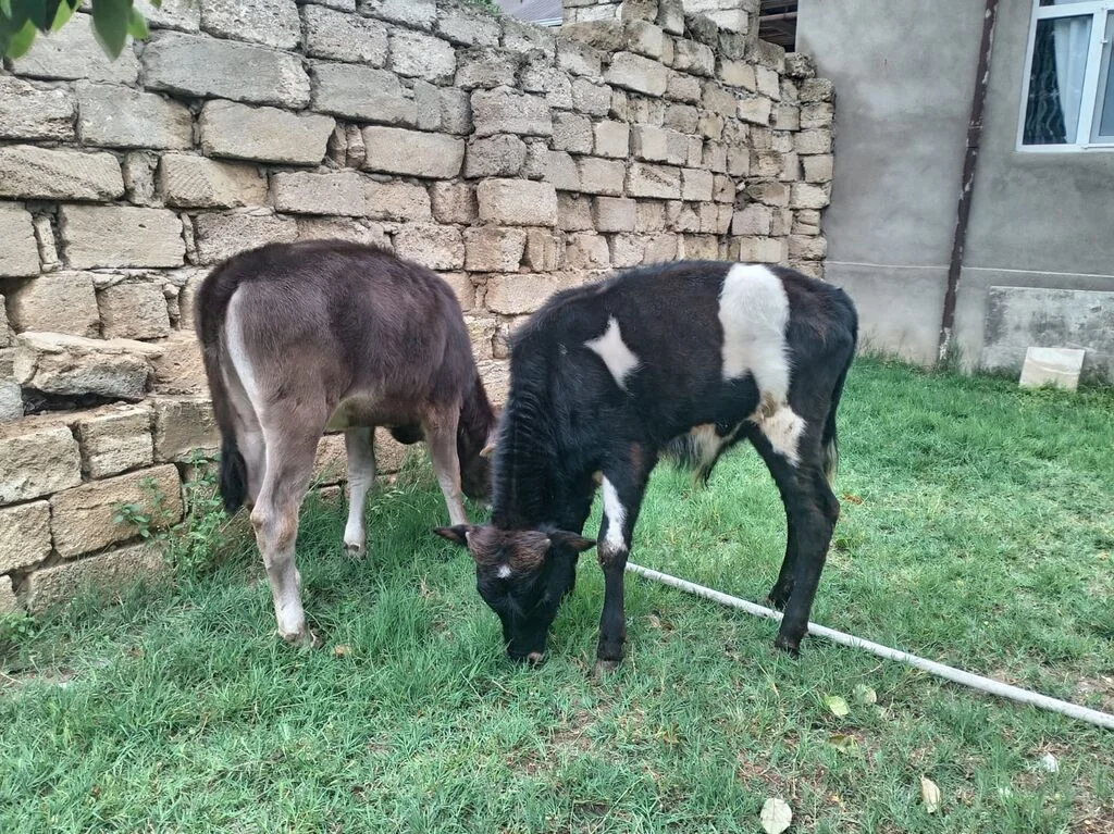 Buzov — Heyvanlar, Quşlar, Balıqlar, Bakı
