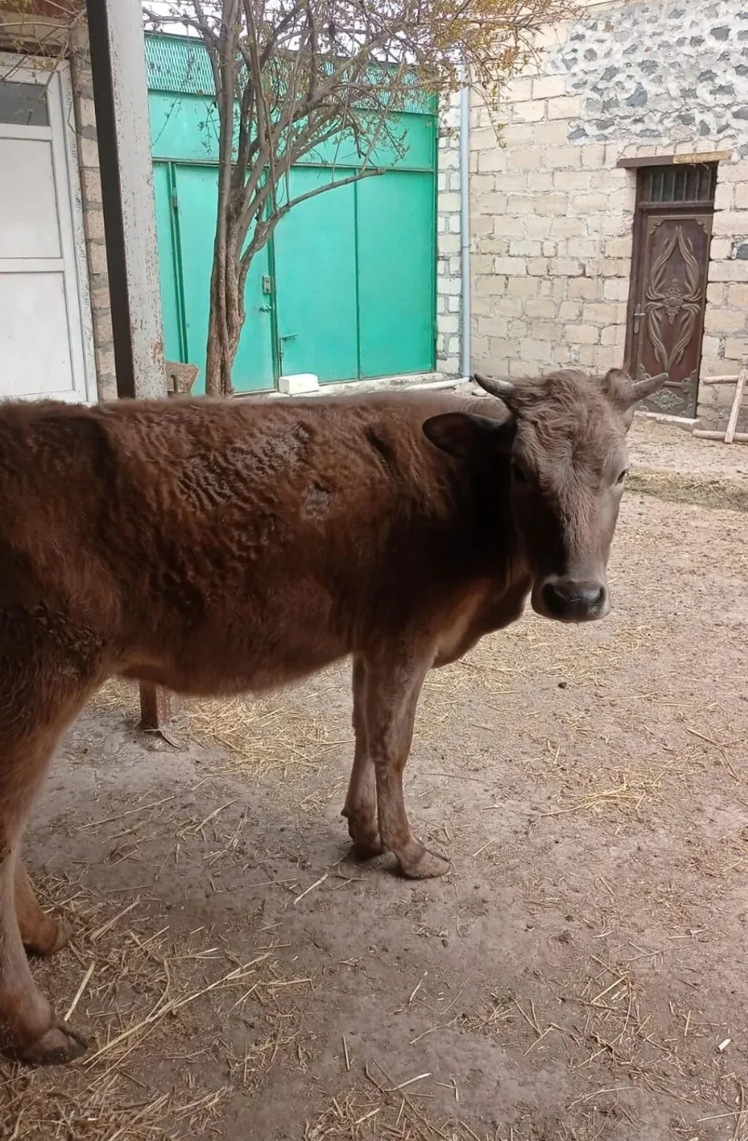Dana — Heyvanlar, Quşlar, Balıqlar, Gəncə