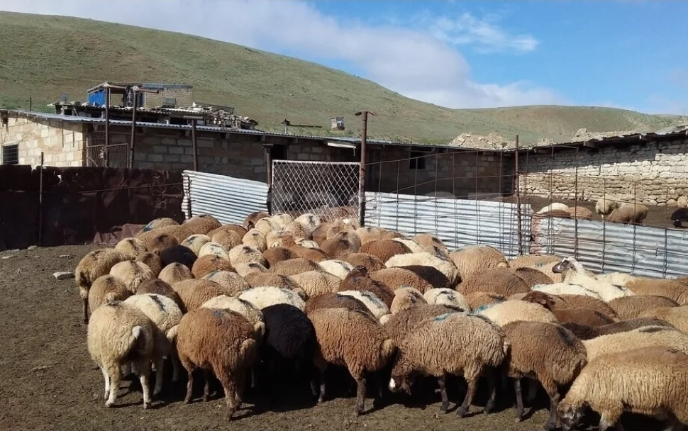 Qoyun — Heyvanlar, Quşlar, Balıqlar, Bakı
