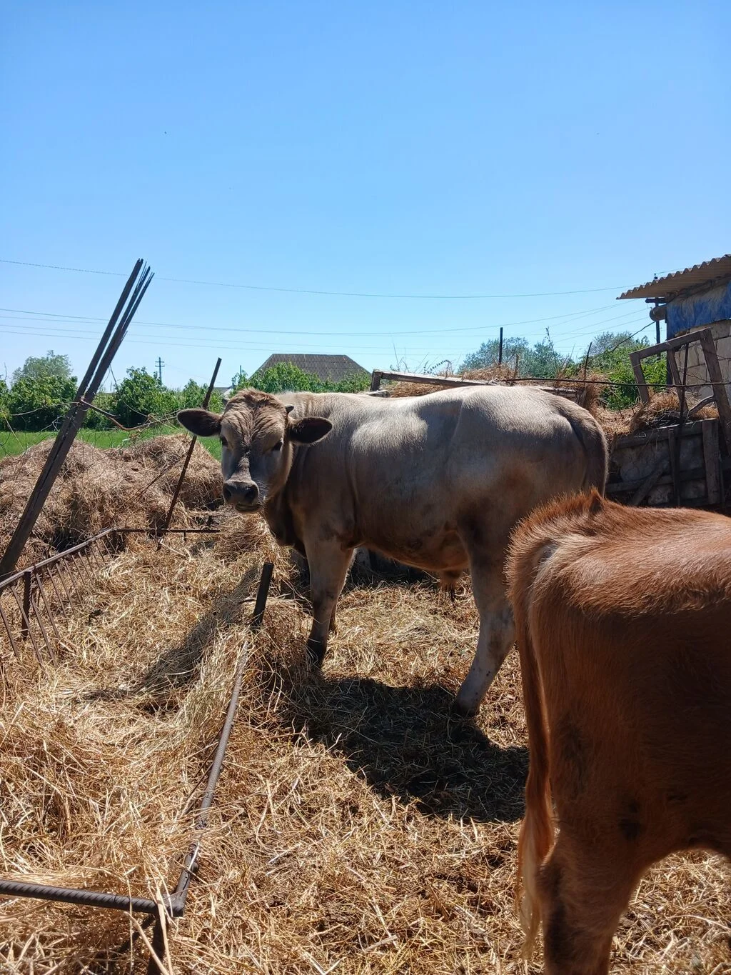 Dana — Heyvanlar, Quşlar, Balıqlar, Salyan