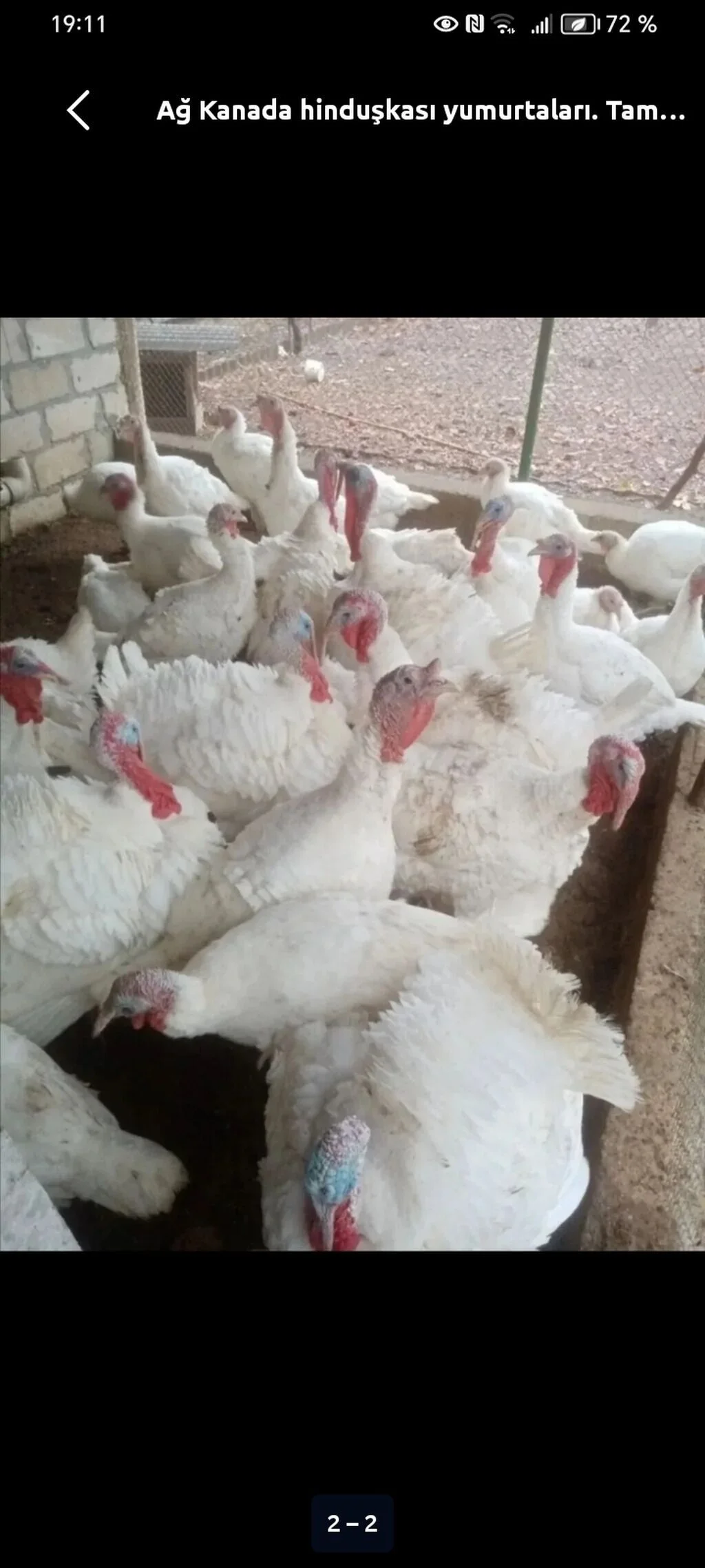 Hinduşka — Heyvanlar, Quşlar, Balıqlar, Bakı