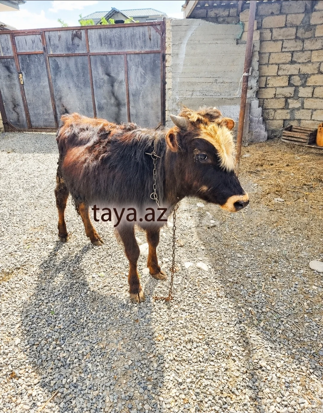 Dana — Heyvanlar, Quşlar, Balıqlar, Xaçmaz