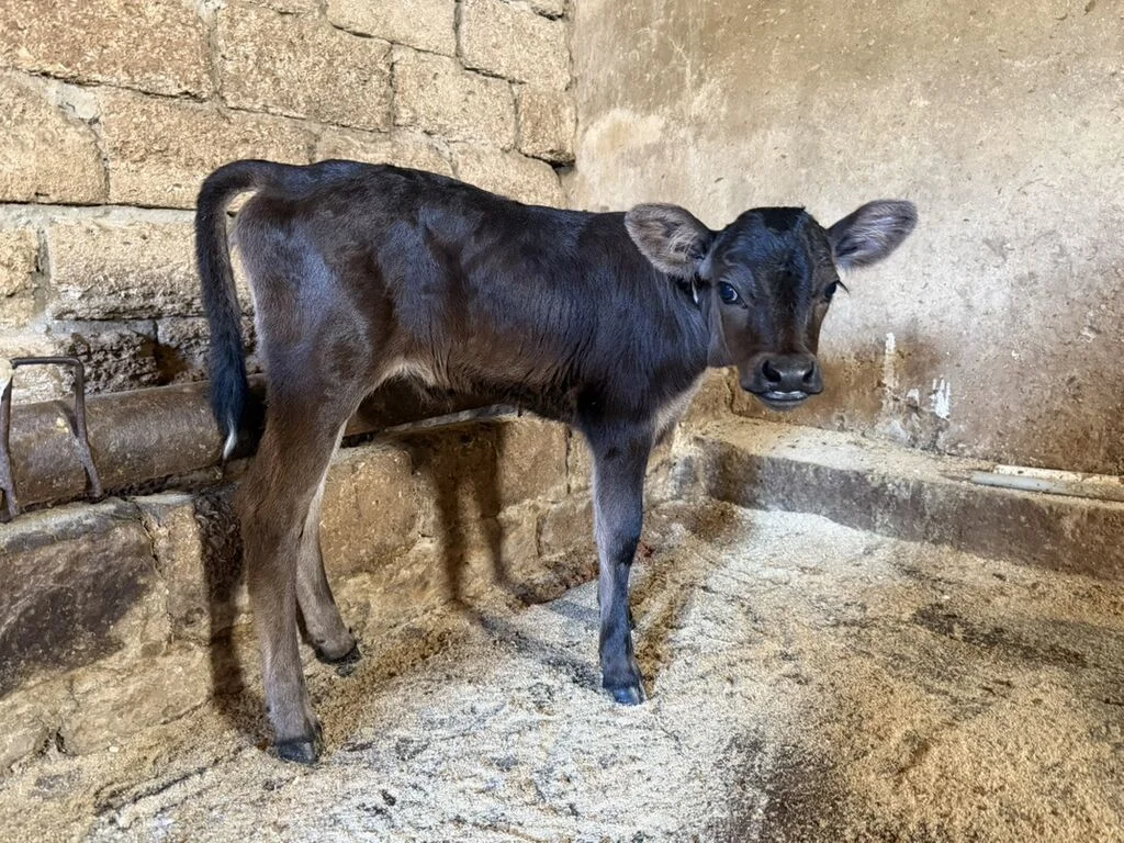 Buzov — Heyvanlar, Quşlar, Balıqlar, Bakı