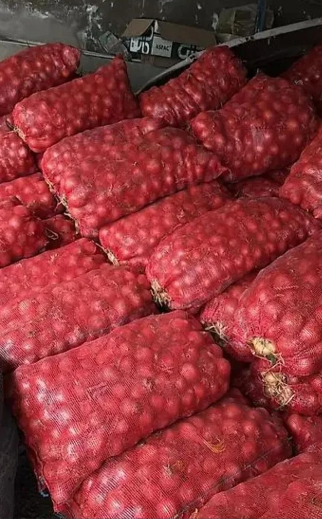 Soğan — Tərəvəzlər və Göyərtilər, Bakı