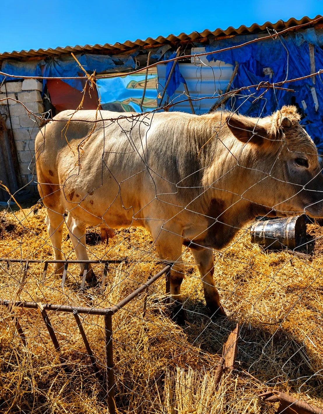 Dana — Heyvanlar, Quşlar, Balıqlar, Salyan