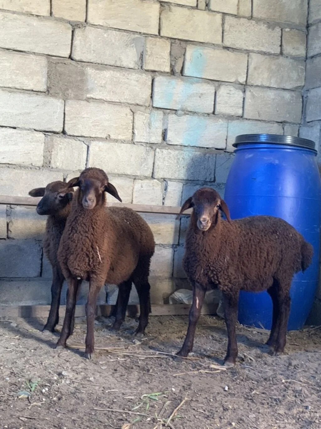 Quzu — Heyvanlar, Quşlar, Balıqlar, Bakı